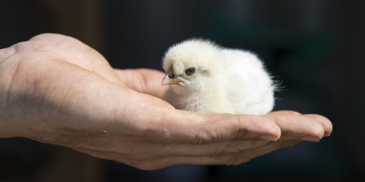 Chicke, animal holding