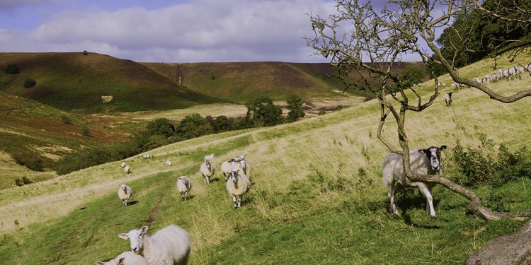 North Yorkshire Moors holiday