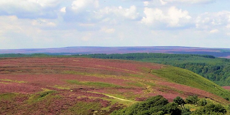 Goathland Moor