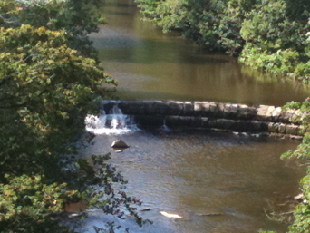 Salmon Leap on Esk River Photo