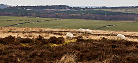 York Potash York Potash